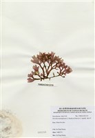 藏品(海木耳)的圖片